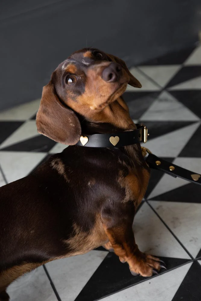 Black Leather Dog Collar With Hearts - 5 Available Sizes - Image 4