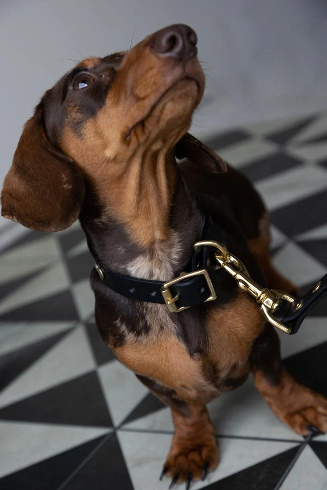 Black Leather Dog Collar With Hearts - 5 Available Sizes - Image 5