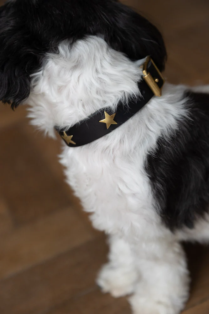 Black Leather Dog Collar With Stars - 5 Available Sizes - Image 2