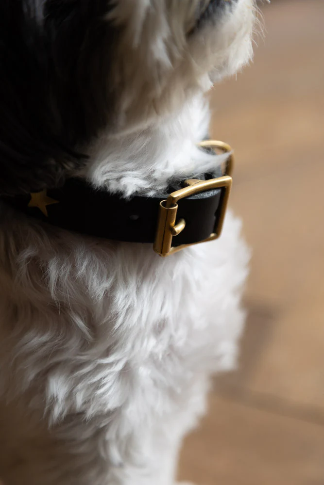 Black Leather Dog Collar With Stars - 5 Available Sizes - Image 4