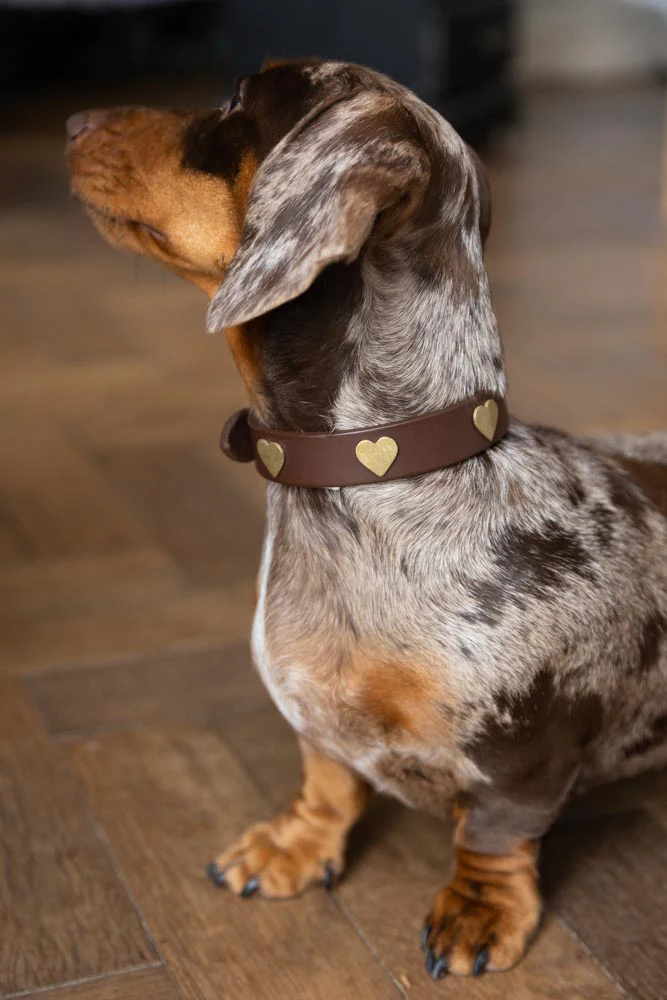 Brown Leather Dog Collar With Hearts - 5 Available Sizes - Image 2