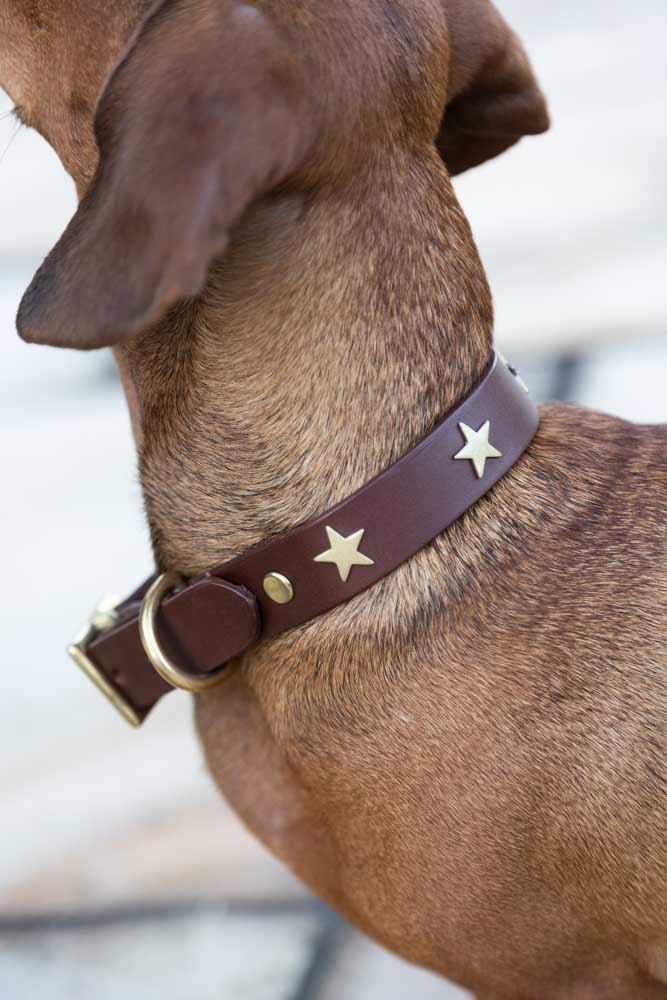 Brown Leather Dog Collar With Stars - 5 Available Sizes - Image 2
