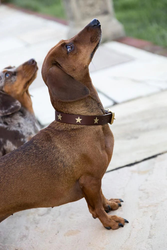 Brown Leather Dog Collar With Stars - 5 Available Sizes - Image 4