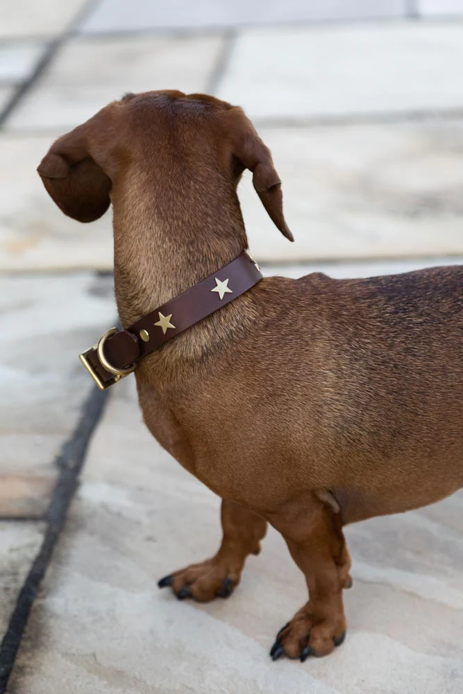 Brown Leather Dog Collar With Stars - 5 Available Sizes - Image 6