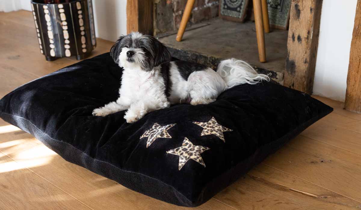 Leopard Stars Dog Bed - 3 Available Sizes - Image 25