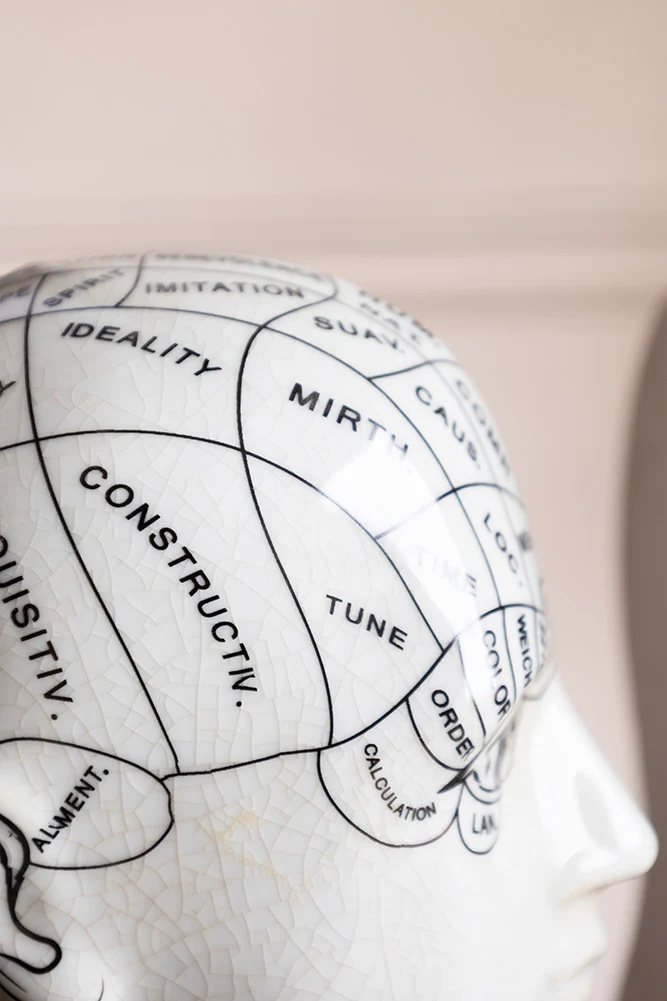 Phrenology Head Ornament / Bookends - Image 4