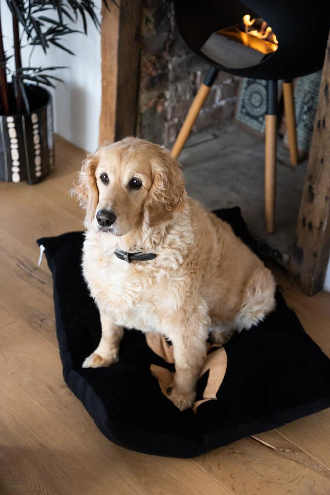 Stud Dog Bed - 3 Available Sizes - Image 20