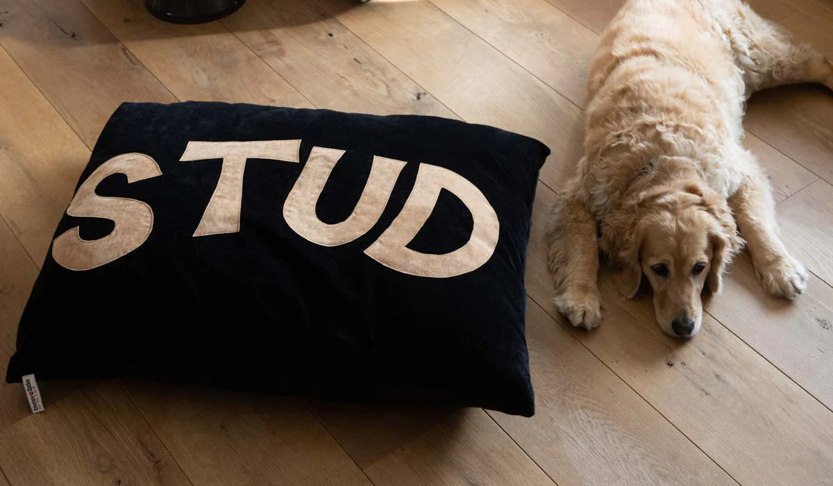 Stud Dog Bed - 3 Available Sizes - Image 34