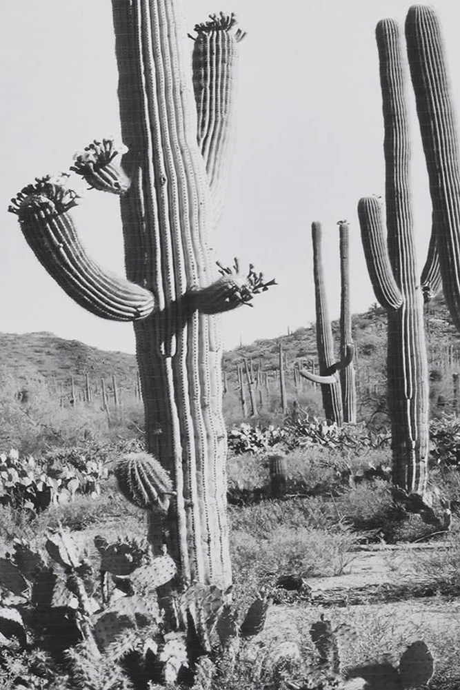 Wild West Cactus Art Print - Image 10